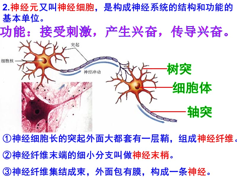 第四章生物圈中的人神经、内分泌系统.ppt_第3页