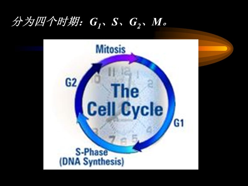 《细胞增值周期》课件.ppt_第3页