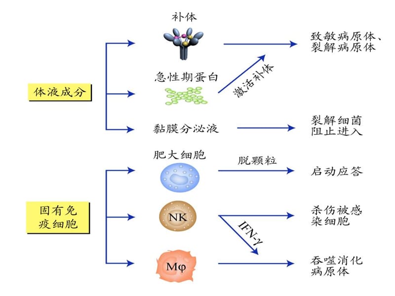 第十四章固有免疫系统及其应答.ppt_第3页