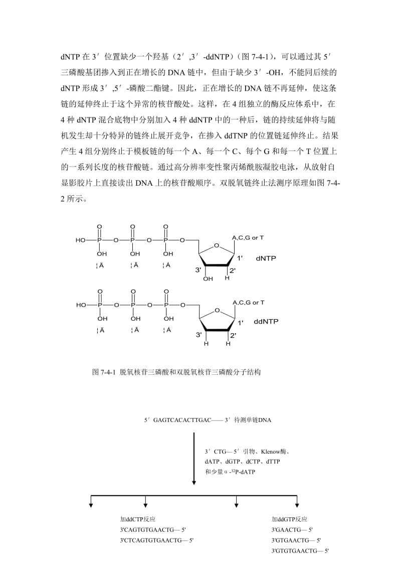 DNA序列测定.doc_第2页