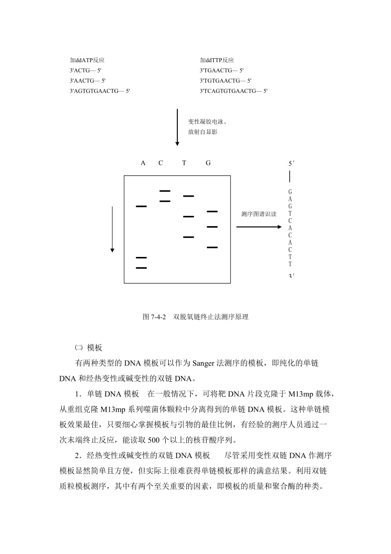 DNA序列测定.doc_第3页