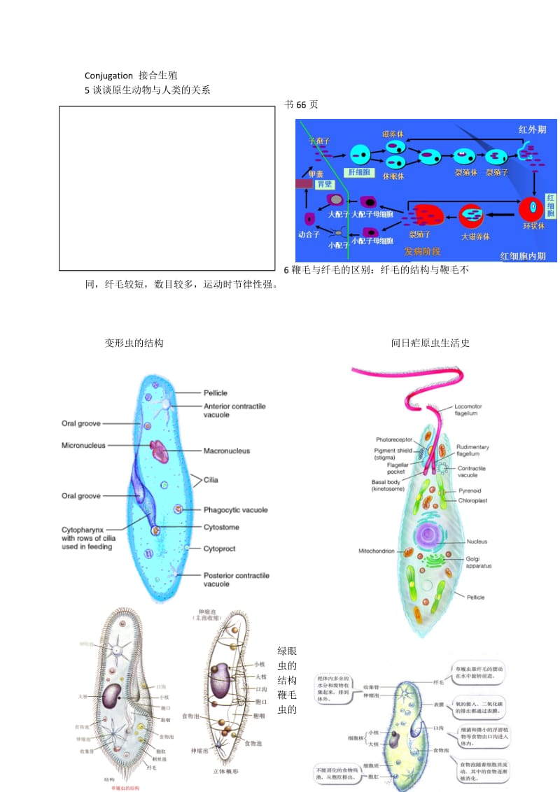 BJFU-梁希班动物学隋老师动物学复习提纲.doc_第2页