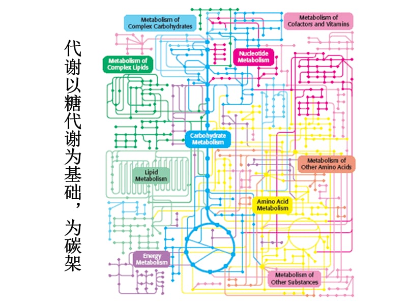 第八章糖类代谢新.ppt_第3页