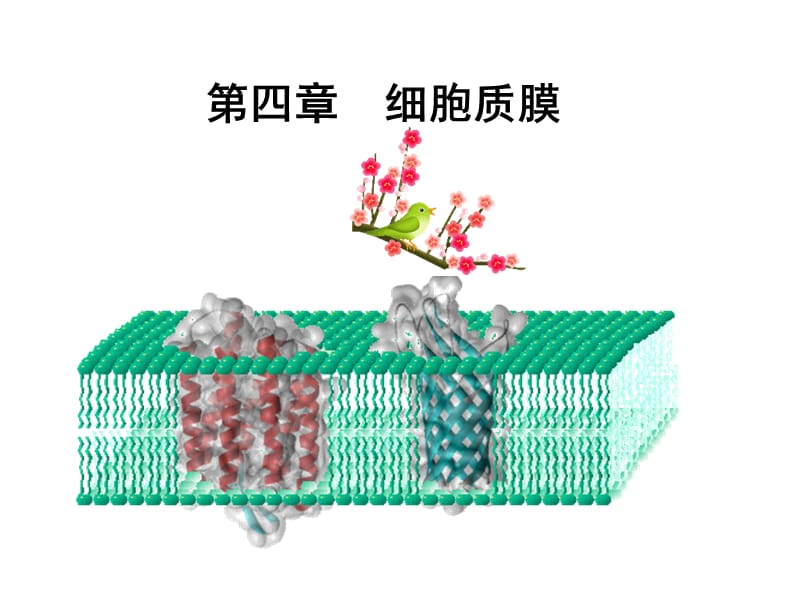 第四章细胞质膜-2010.ppt_第1页