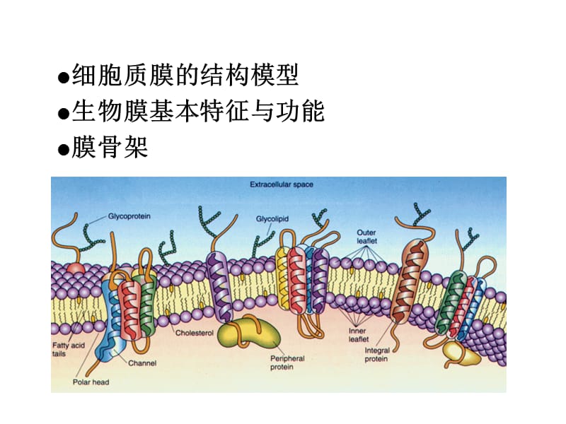 第四章细胞质膜-2010.ppt_第2页