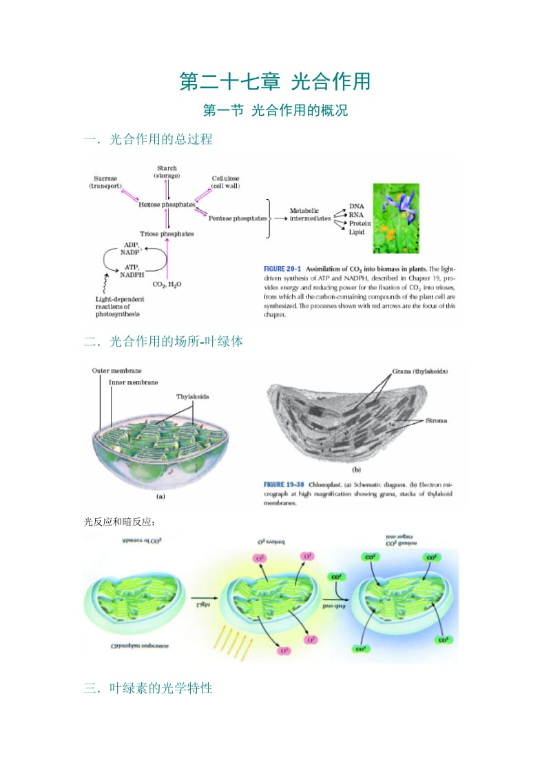 第27章光合作用.doc_第1页