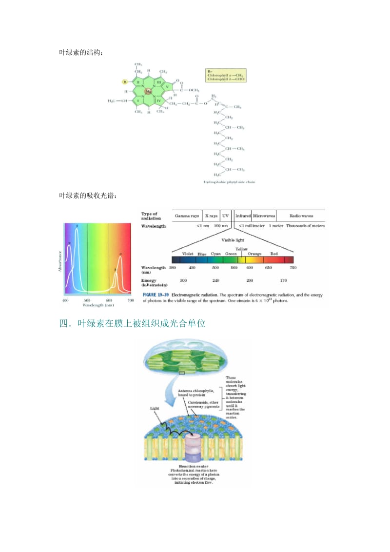 第27章光合作用.doc_第2页