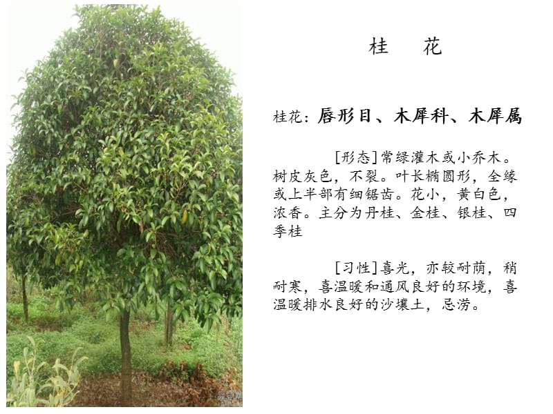 观赏植物学6.ppt_第2页