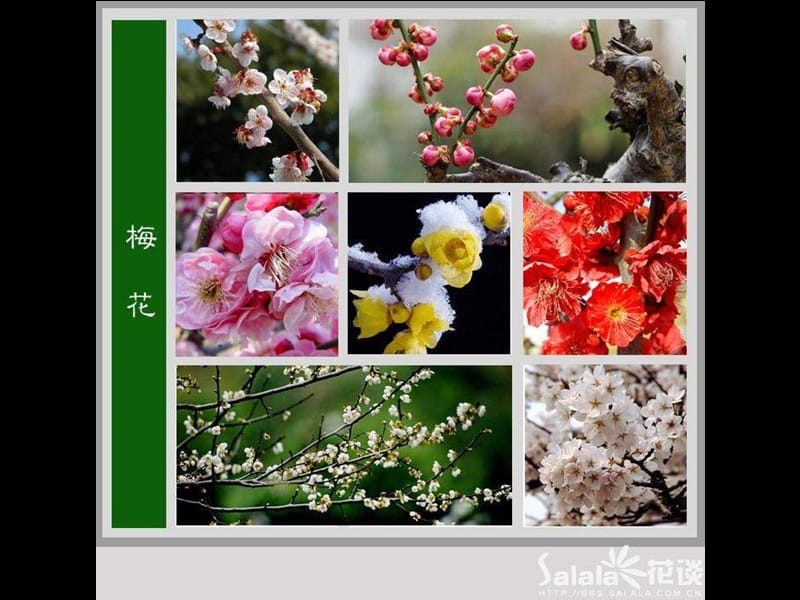 花卉集.ppt_第2页