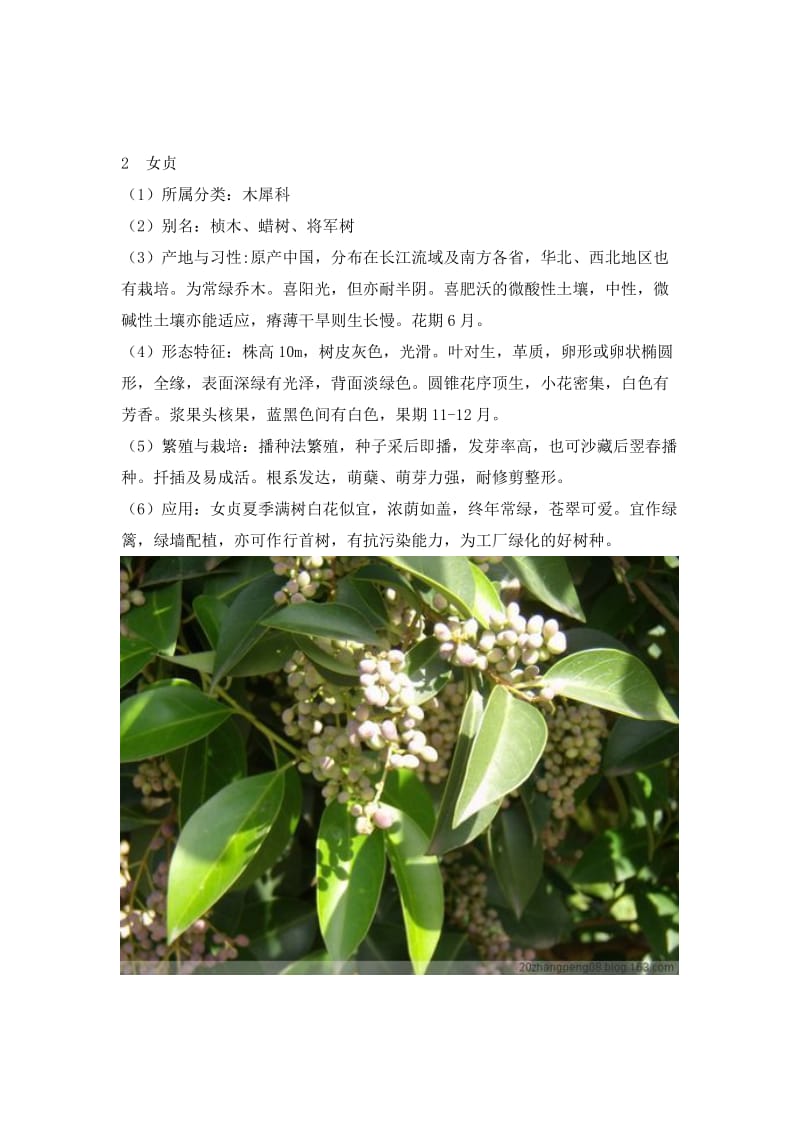 常见校园植物名录附图片.doc_第2页