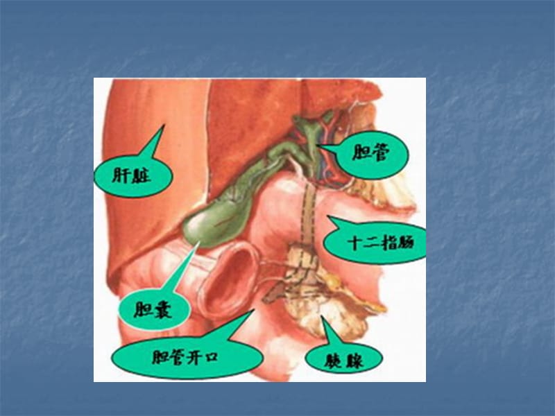 肝门胆管癌病人的围手术期护理2.ppt_第3页