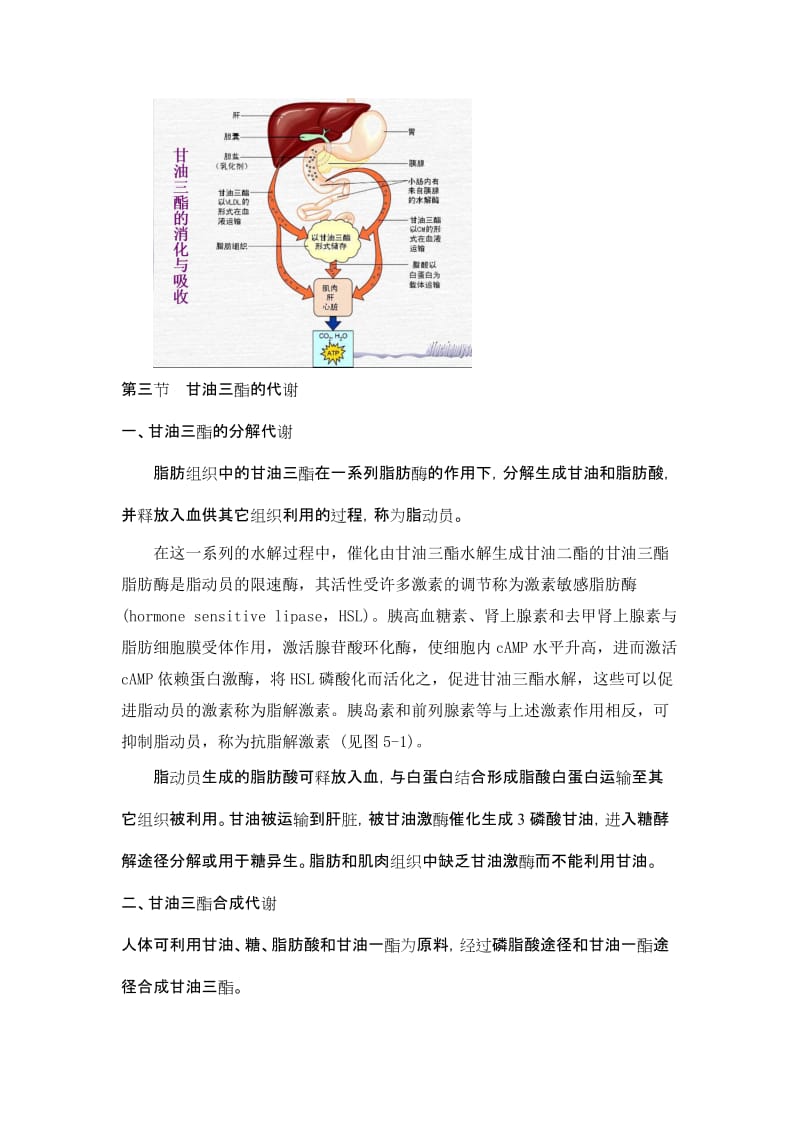 第五章脂代谢.doc_第3页