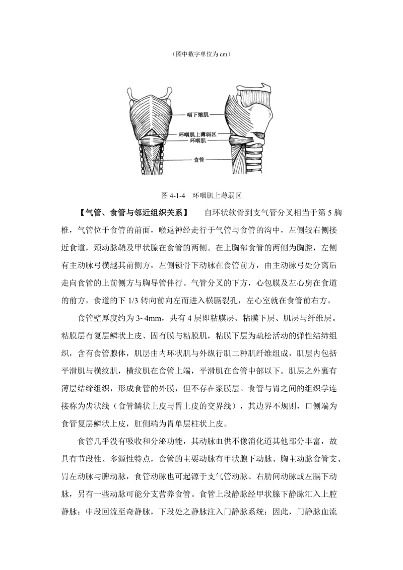 食管的解剖.doc_第3页