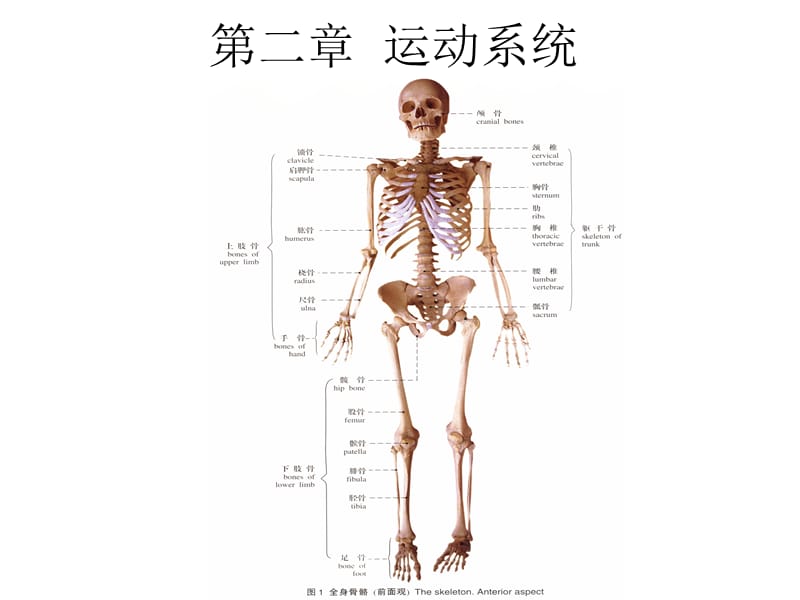 《人体解剖学》课件第二章运动系统.ppt_第1页