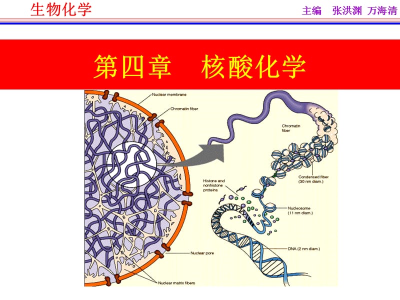 第五章核酸化学.ppt_第2页