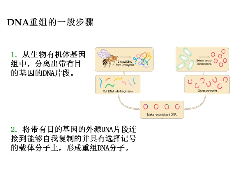 第八章分子生物学研究方法2.ppt_第2页