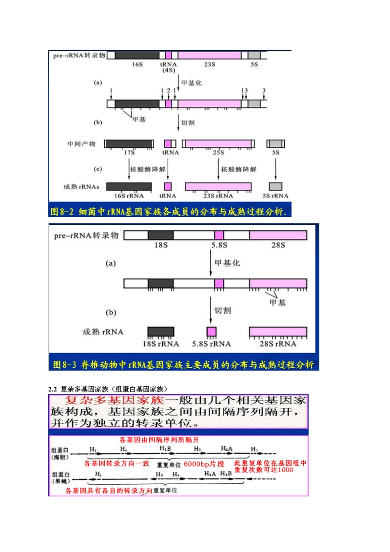 第八章真核基因的表达调控.doc_第3页