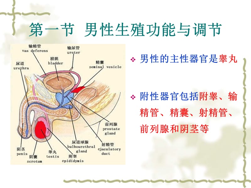 第十二章生殖-临床本科09级.ppt_第2页