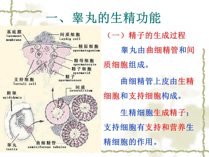 第十二章生殖-临床本科09级.ppt_第3页