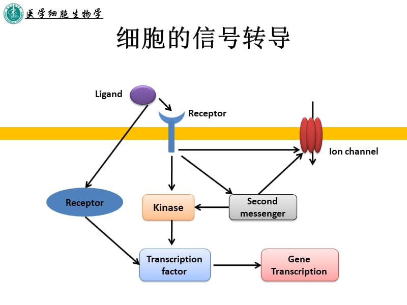 第十二章细胞的信号转导.ppt_第3页