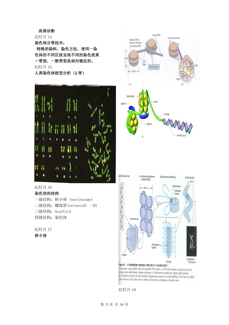 第4章遗传的细胞学基础.doc_第3页