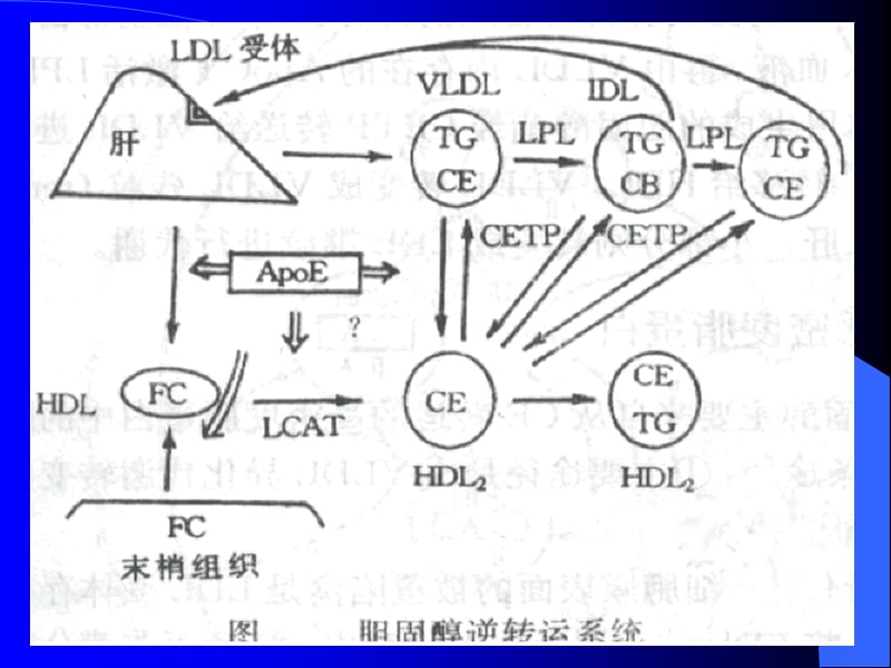 脂蛋白及其代谢紊乱.ppt_第3页