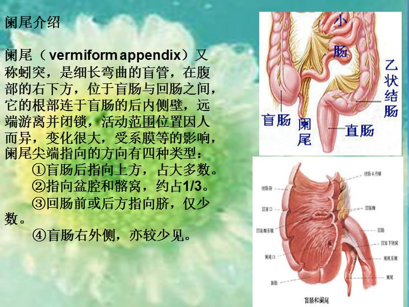 阑尾及阑尾炎.ppt_第2页