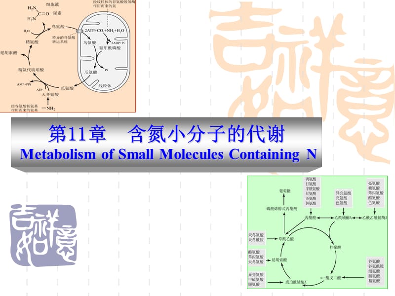 第11章含氮小分子的代谢.ppt_第1页