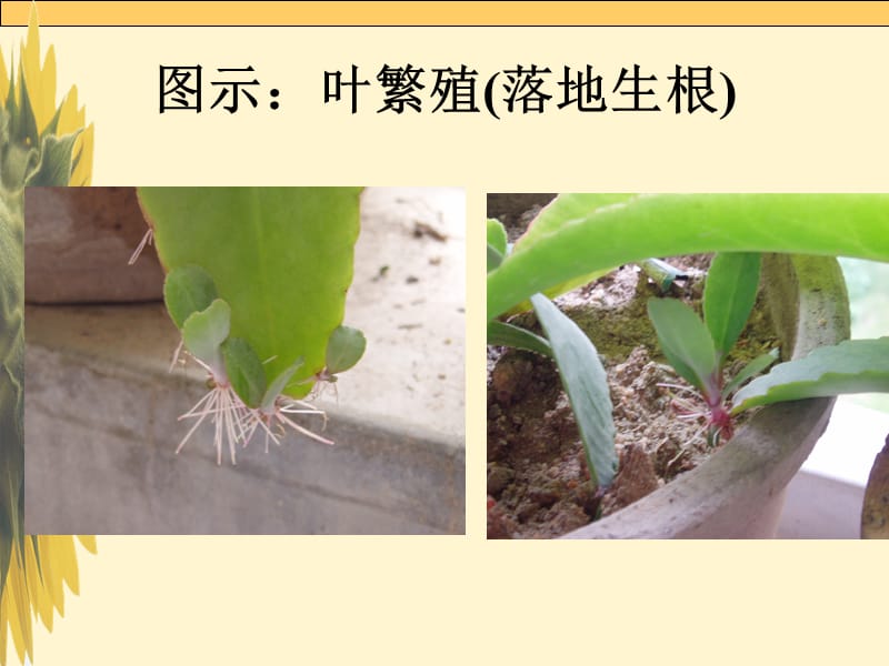 第4章-植物的繁殖1.ppt_第3页