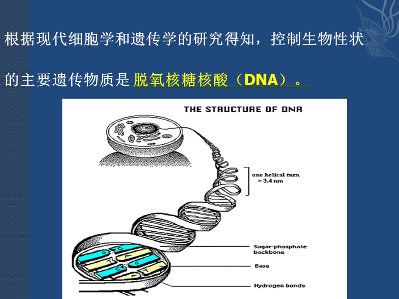 遗传和变异.ppt_第3页