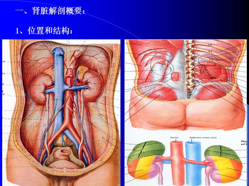 肾脏输尿管超声幻灯.ppt_第2页