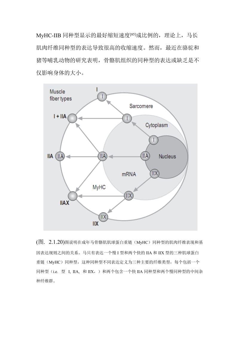 musclerfibertype.doc_第2页