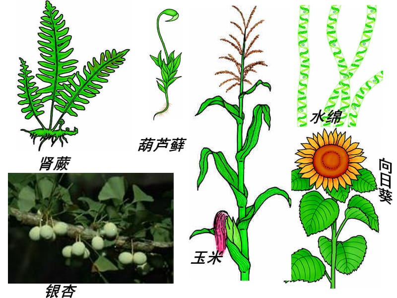 被子植物和裸子植物.ppt_第2页