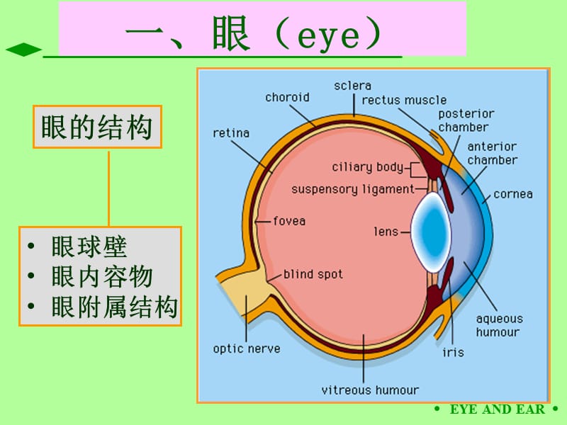 第09章眼和耳.ppt_第2页