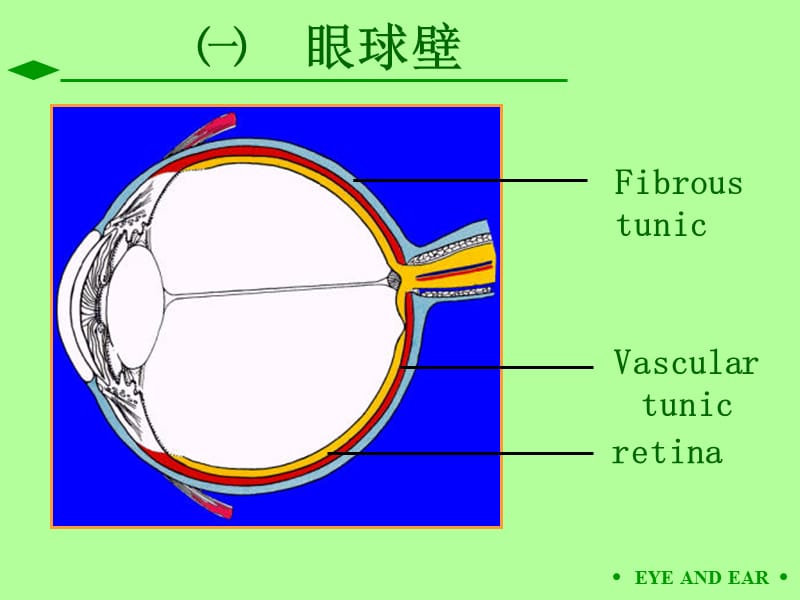 第09章眼和耳.ppt_第3页