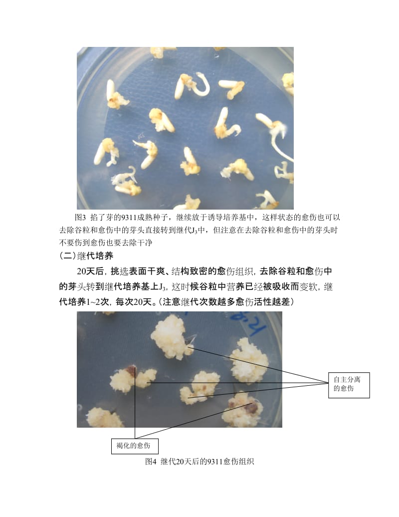 9311农杆菌介导转化体系.doc_第3页