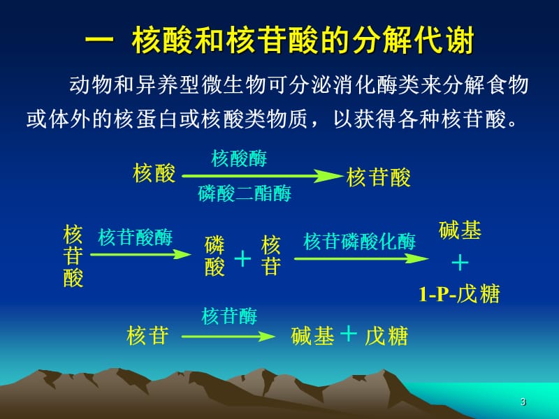 第13章核酸和核苷酸代谢.ppt_第3页