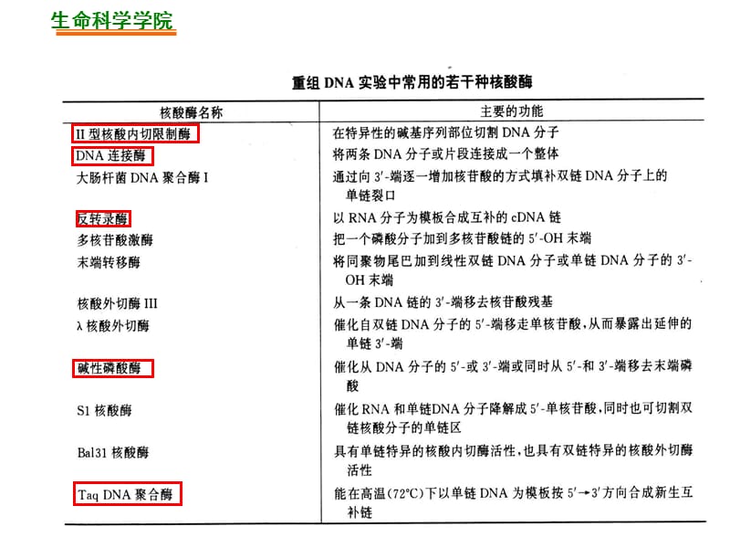 第二章基因工程的酶学基础.ppt_第2页