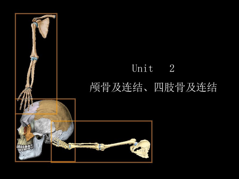 颅骨及连结、四肢骨及连结.ppt_第1页