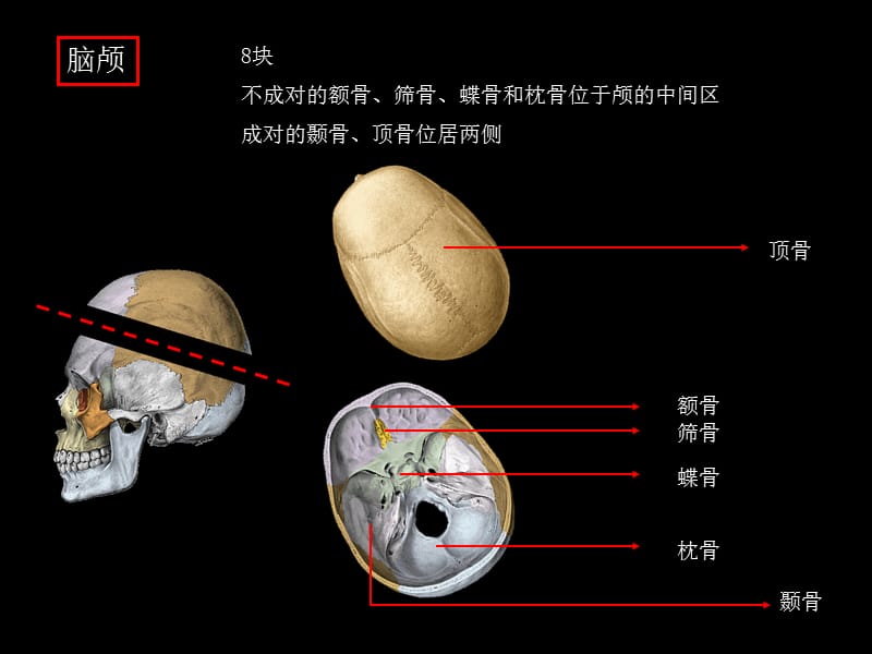 颅骨及连结、四肢骨及连结.ppt_第3页