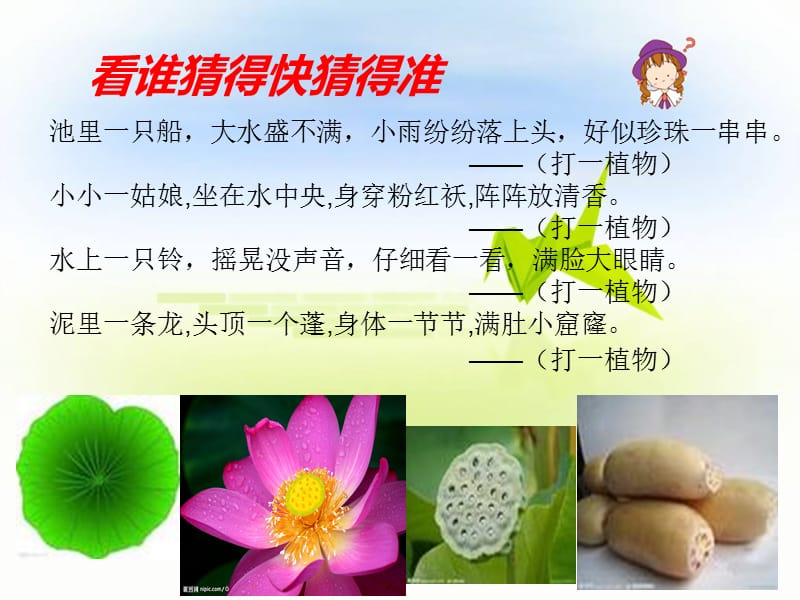 莲文化的魅力.ppt_第1页