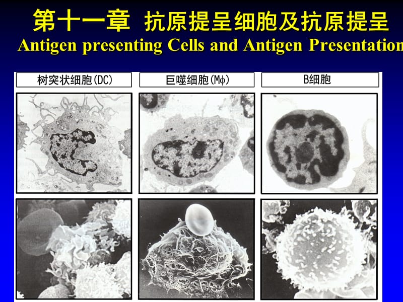 第11章抗原提呈细胞及抗原提呈.ppt_第2页