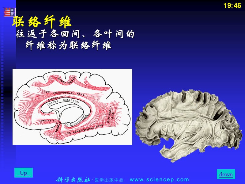 第13章神经系统2.ppt_第2页