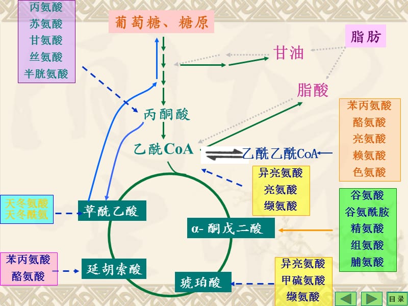 第11章代谢调节.ppt_第2页