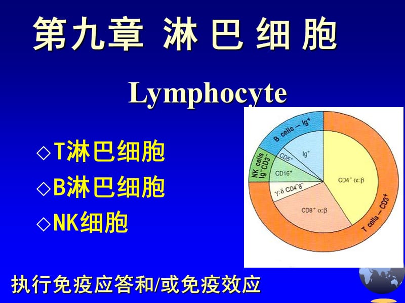 第0910章淋巴细胞.ppt_第3页