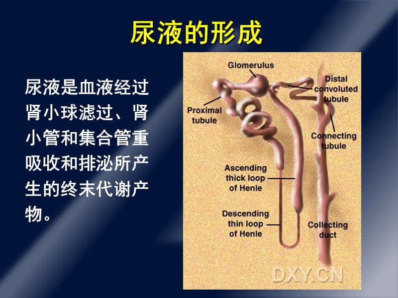 蛋白尿的诊断和鉴别诊断.ppt_第2页