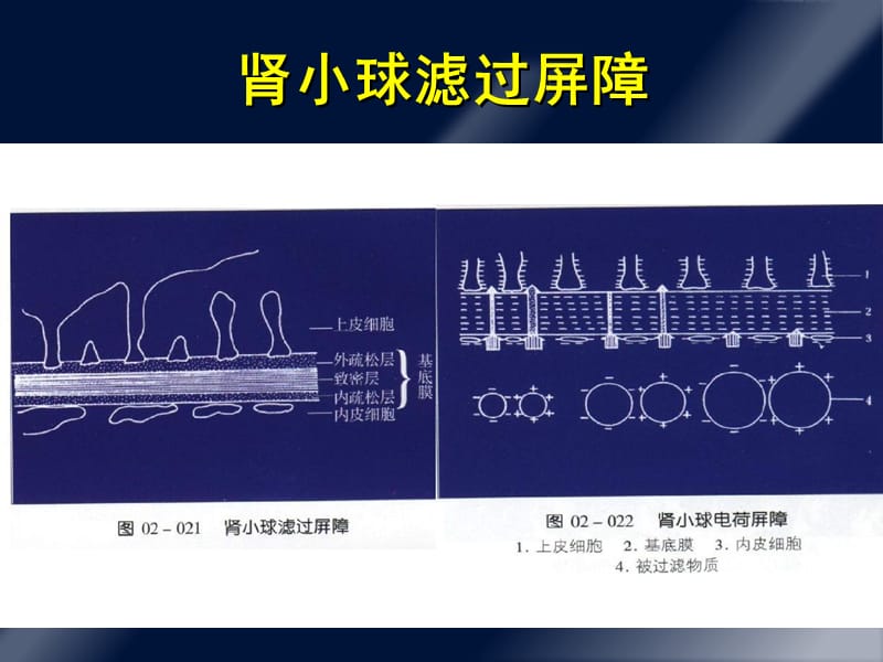 蛋白尿的诊断和鉴别诊断.ppt_第3页