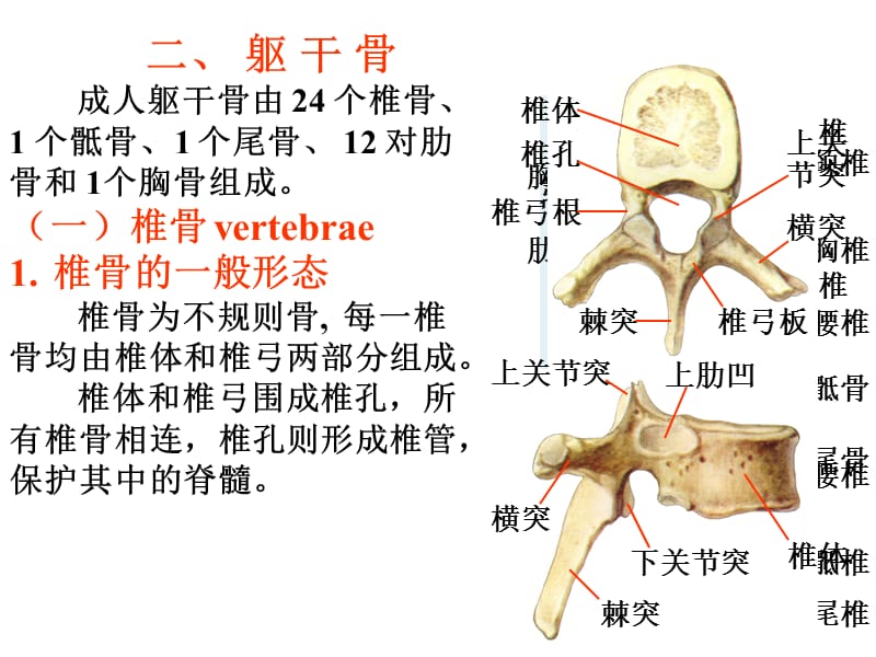 运动系统实验.ppt_第1页