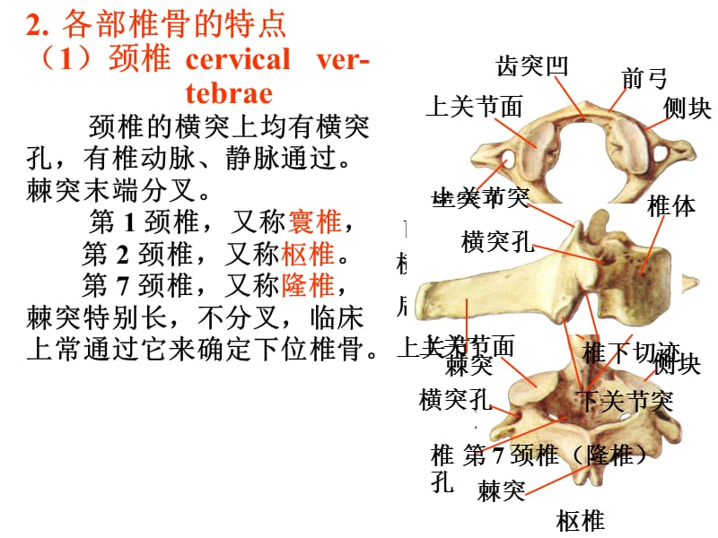 运动系统实验.ppt_第2页