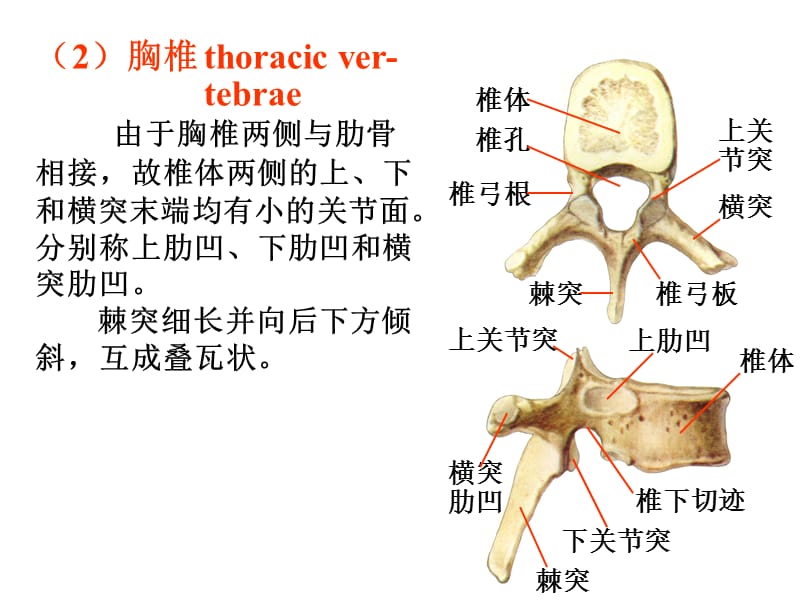 运动系统实验.ppt_第3页